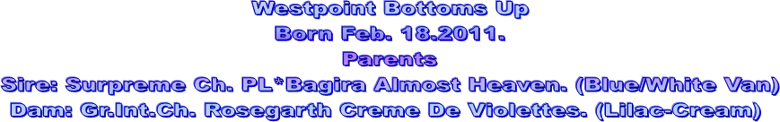Westpoint Bottoms Up
Born Feb. 18.2011.
Parents
Sire: Surpreme Ch. PL*Bagira Almost Heaven. (Blue/White Van)
Dam: Gr.Int.Ch. Rosegarth Creme De Violettes. (Lilac-Cream) 