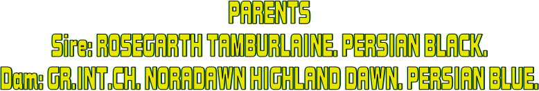 PARENTS
Sire: ROSEGARTH TAMBURLAINE. PERSIAN BLACK.
Dam: GR.INT.CH. NORADAWN HIGHLAND DAWN. PERSIAN BLUE.