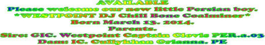 AVAILABLE
Please welcome our new little Persian boy.
*WESTPOINT DJ Chill Bone Coalminer*
Born March 13. 2014.
Parents.
Sire: GIC. Westpoint Captain Clovis PER.a.03
Dam: IC. Cullykhan Orianna. PE