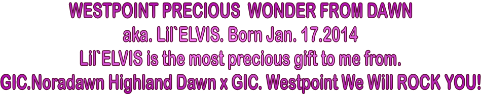 WESTPOINT PRECIOUS  WONDER FROM DAWN
aka. Lil`ELVIS. Born Jan. 17.2014
Lil`ELVIS is the most precious gift to me from.
GIC.Noradawn Highland Dawn x GIC. Westpoint We Will ROCK YOU!