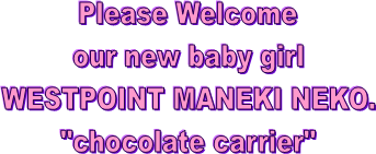 Please Welcome
our new baby girl
WESTPOINT MANEKI NEKO.
"chocolate carrier"