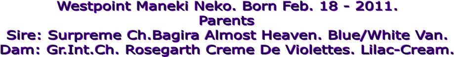 Westpoint Maneki Neko. Born Feb. 18 - 2011.
Parents
Sire: Surpreme Ch.Bagira Almost Heaven. Blue/White Van.
Dam: Gr.Int.Ch. Rosegarth Creme De Violettes. Lilac-Cream.
