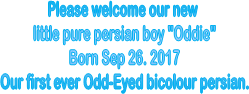 Please welcome our new 
little pure persian boy "Oddie"
Born Sep 26. 2017
Our first ever Odd-Eyed bicolour persian.