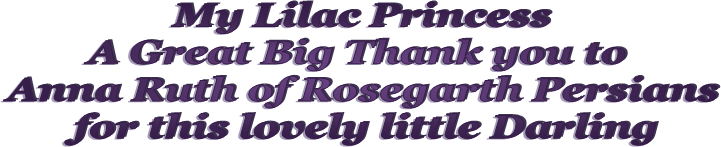 My Lilac Princess
A Great Big Thank you to 
Anna Ruth of Rosegarth Persians
for this lovely little Darling