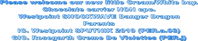 Please welcome our new little Cream/White boy.
Chocolate carrier NON cpc.
Westpoint SHOCKWAVE Danger Dragon
Parents
IC. Westpoint SPUTNIK 2010 (PER.a.03)
GIC. Rosegarth Creme De Violettes (PER.j)