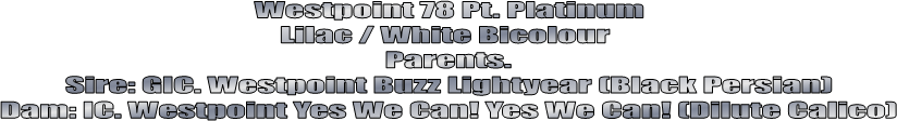Westpoint 78 Pt. Platinum
Lilac / White Bicolour 
Parents.
Sire: GIC. Westpoint Buzz Lightyear (Black Persian)
Dam: IC. Westpoint Yes We Can! Yes We Can! (Dilute Calico)