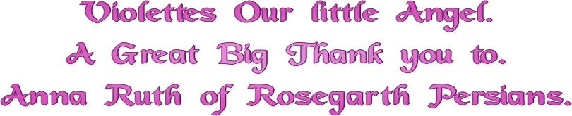 Violettes Our little Angel.
A Great Big Thank you to.
Anna Ruth of Rosegarth Persians.