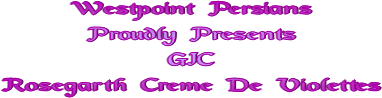 Westpoint Persians
Proudly Presents
GIC
Rosegarth Creme De Violettes